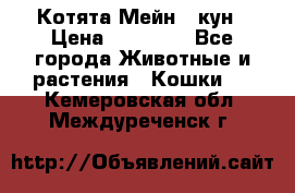 Котята Мейн - кун › Цена ­ 19 000 - Все города Животные и растения » Кошки   . Кемеровская обл.,Междуреченск г.